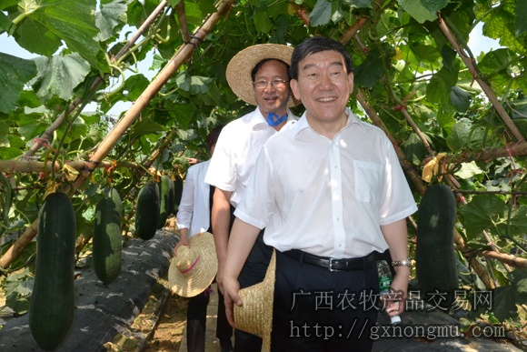 牛顿副部长亲临蔬菜新品种基地考察