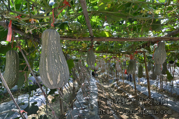 蔬菜新品种——南瓜