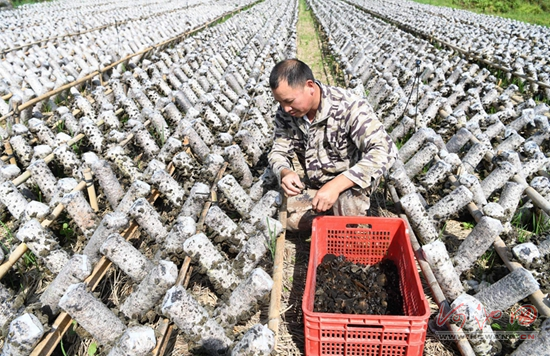 罗城宝坛人口_罗城古镇(2)